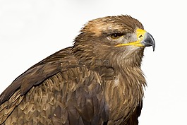 捕食鳥(niǎo),steenarend,鷹