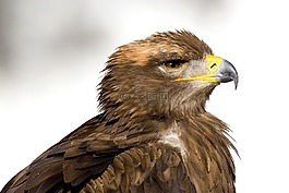 捕食鳥(niǎo),steenarend,鷹