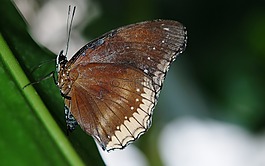 elymnias hypermnestra,蝴蝶,昆虫