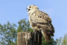 捕食鳥,貓頭鷹,鳥