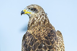 捕食鳥,風(fēng)箏,鳥