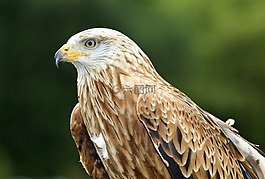 捕食鳥,風(fēng)箏,鳥