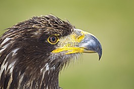 捕食鳥,鷹,鳥