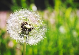 蒲公英,夏季,性質(zhì)