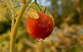 番茄,蔬菜,花園露