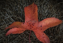 葉,紅色,秋