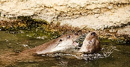 獺,動(dòng)物園,播放