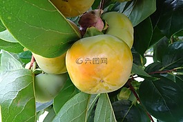 perssimon,食用,水果