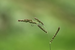 自然,戶外,草