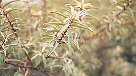 植物,自然,公园