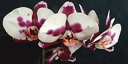蘭花,廠,花