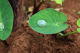 葉,植物區(qū)系,自然