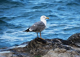 海鷗,揮發性,海