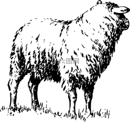 動(dòng)物,農(nóng)場(chǎng),農(nóng)家
