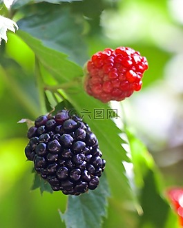 黑莓,成熟,植物