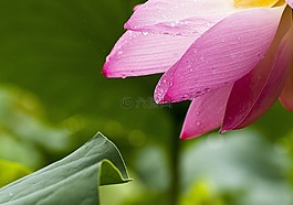 花,植物區(qū)系,自然