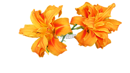 黄花菜,花,切断