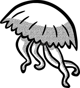 海蜇,海,動(dòng)物