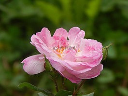 羅莎,花,粉紅色的花瓣