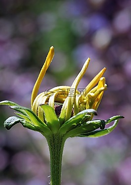 花,性質(zhì),顏色