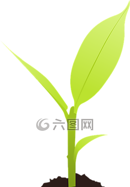 地面,自然,植物