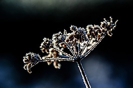 花,廠,冬天