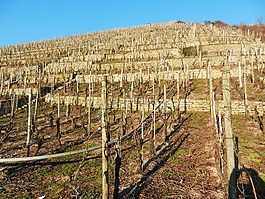 葡萄園,內(nèi),陽光