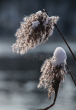 芦苇,草,冬天