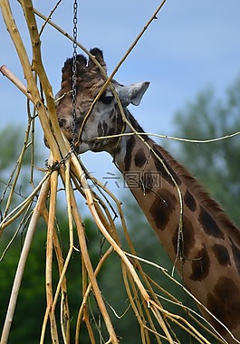 動(dòng)物園,非洲,長頸鹿
