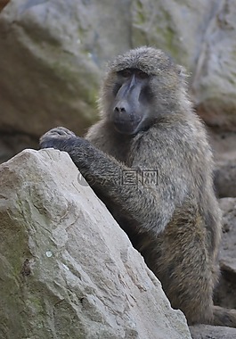 動(dòng)物園,非洲,狒狒