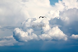 鳥,飛行,云