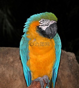 鸚鵡,叢林,鳥
