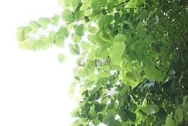葉子,綠色,光