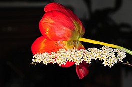 郁金香,開花,春天