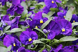 紫色的花,花瓣,綻放