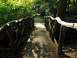 橋,林,景觀