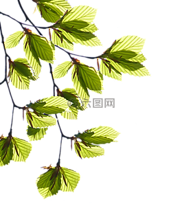 分支機(jī)構(gòu),葉子,樹