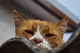 貓,姜,動物的畫像