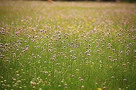 草地,鮮花,開花