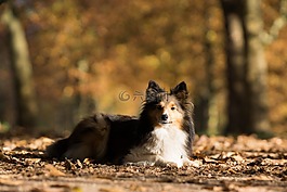 sheltie,狗,躺在