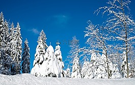 寒冬,雪,冷杉