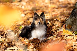sheltie,狗,躺在