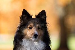 狗,sheltie,树