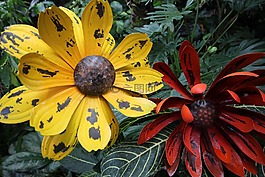 黃色,花,花的