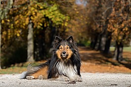 狗,sheltie,躺在