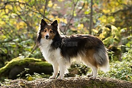 sheltie,狗,树