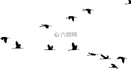 動物,鳥,起重機