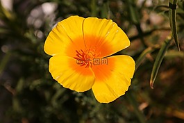 冰島罌粟,罌粟,花