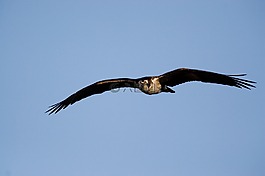 魚鷹,鳥,飛行