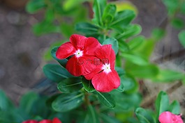 花,自然,植物區(qū)系